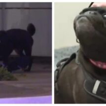 FANDO, EL PERRO PUG QUE CONMOVIÓ A ZAPOPAN, REGRESA A CASA