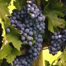 10 VIAJES IMPERDIBLES POR MÉXICO PARA CERRAR EL 2024 O ARRANCAR EL 2025.