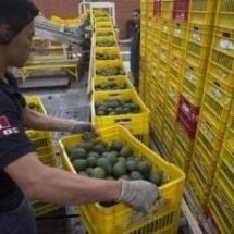 EXPORTARÁ MÉXICO 110 MIL TONELADAS DE AGUACATE A EU PARA EL SUPER BOWL LIX