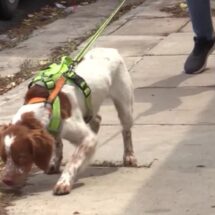 ‘MANCHAS’, EL PERRO QUE AYUDA A CONSERVAR EL AGUA EN SALTILLO