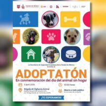 EXCELENTE INICIATIVA ADOPTATÓN CDMX 2025; MÁS DE 400 MASCOTAS BUSCAN UN HOGAR