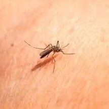 TIPO DE SANGRE, SUDOR Y PERFUME: CLAVES PARA ENTENDER A LOS MOSQUITOS