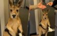 CANGURO CON BOLETO EN MANO CONMUEVE A INTERNET; EL VIDEO VIRAL QUE NUNCA OCURRIÓ