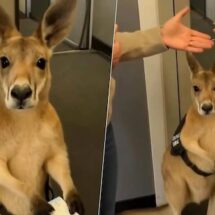 CANGURO CON BOLETO EN MANO CONMUEVE A INTERNET; EL VIDEO VIRAL QUE NUNCA OCURRIÓ