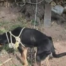 COLGARON AL PERRO “POPEYE” DE UN ÁRBOL; SOBREVIVE Y ACTIVISTAS EXIGEN CASTIGO EJEMPLAR