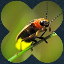 DESCUBRE LOS SANTUARIOS DE LUCIÉRNAGAS EN MÉXICO Y VIVE SU MAGIA