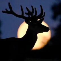 JULIO BRILLA CON LA LUNA DE CIERVO Y MÁS ESPECTÁCULOS CÓSMICOS