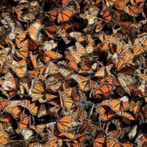 MARIPOSA MONARCA ALZA EL VUELO Y DUPLICA SU PRESENCIA EN MÉXICO