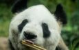 XIN XIN, LA ÚLTIMA PANDA DE MÉXICO, CUMPLE MÁS DE 35 AÑOS