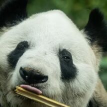 XIN XIN, LA ÚLTIMA PANDA DE MÉXICO, CUMPLE MÁS DE 35 AÑOS