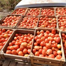 México fija precios mínimos de exportación para el jitomate fresco; el acuerdo ya está en vigor