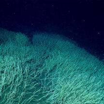 Descubren un ecosistema marino “oasis” a casi 10 km de profundidad entre Rusia y Alaska