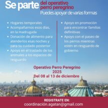 Operativo Perro Peregrino 2025 para evitar abandono animal