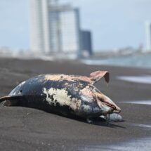 Investigan 13 buques por derrame de hidrocarburos en el Golfo de México