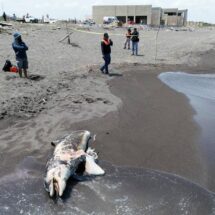 Pemex destina 15 millones de pesos en apoyos a pescadores tras derrame en Golfo de México