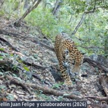 Registran por primera vez presencia de jaguar en la Sierra Gorda de Guanajuato