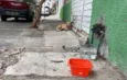 Multiples incidentes de maltrato animal reportados en México; impulsan iniciativas de protección en CDMX