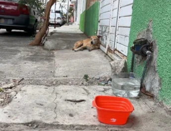 Multiples incidentes de maltrato animal reportados en México; impulsan iniciativas de protección en CDMX