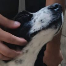 Rescatan más de 300 animales en operativo masivo por crueldad en condado de Los Ángeles