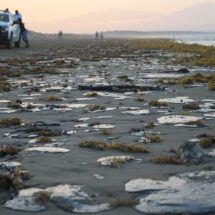 Derrame de hidrocarburos afecta más de 230 kilómetros de costa en Veracruz y Tabasco