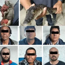 Aseguran droga y fauna exótica en operativo conjunto en Venustiano Carranza