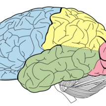 Estudio español revela que entrenar el cerebro en casa alivia el Parkinson