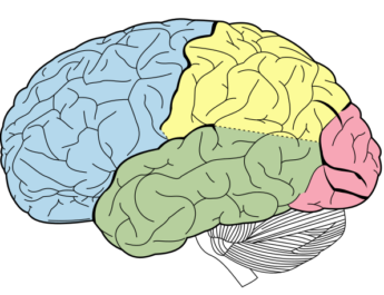 Estudio español revela que entrenar el cerebro en casa alivia el Parkinson