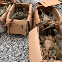 Capturan cocodrilos en Oaxaca y alertan por ‘dragón azul’ en Michoacán