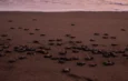 Reportan fauna marina muerta en Tijuana y Veracruz; gobierno federal asegura protección de tortugas en Tamaulipas