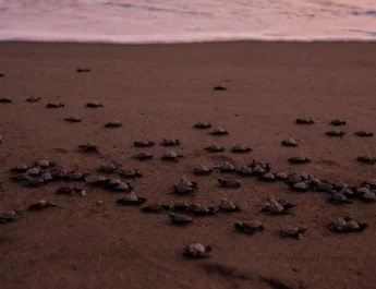 Reportan fauna marina muerta en Tijuana y Veracruz; gobierno federal asegura protección de tortugas en Tamaulipas