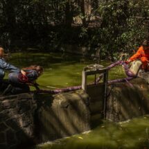 Proyectos ciudadanos y científicos buscan salvar los canales de Xochimilco y al ajolote de la extinción