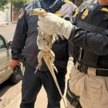 Personal de la SSC resguarda lagarto varano hallado en la colonia Unión Postal