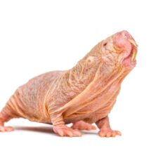 Avances científicos revelan secretos del cerebro, la evolución neandertal y fenómenos sociales digitales