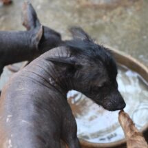 Polémica por sacrificio masivo de perros en Tecámac bajo gestión de Mariela Gutiérrez