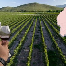 Guanajuato lidera a México en Concurso Internacional Bacchus Madrid 2026 con 26 medallas