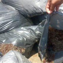 Aclara Semar que bolsas en playas de Pajapan contienen sargazo y no chapopote