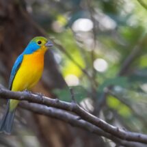 Reintroducen nueva manada de lobo mexicano en Durango y avanzan proyectos de conservación regional