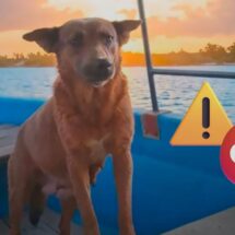 Entre la crianza asistida y el envenenamiento: contrastes en la protección animal en México