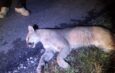 Atropellamiento de dos pumas hembras en carretera 57 enciende alertas ambientales y de seguridad vial