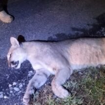 Atropellamiento de dos pumas hembras en carretera 57 enciende alertas ambientales y de seguridad vial