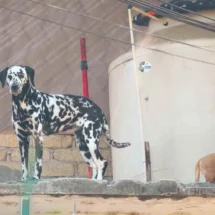 Activistas denuncian impunidad en maltrato animal y anuncian marcha por el Refugio Franciscano