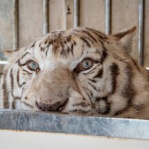 Trasladan a España a Sona, el último tigre de circo de Portugal