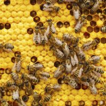 Astronautas de Artemis II se reúnen en Houston; fósil pierde récord Guinness y abejas demuestran capacidad rítmica