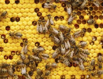 Astronautas de Artemis II se reúnen en Houston; fósil pierde récord Guinness y abejas demuestran capacidad rítmica