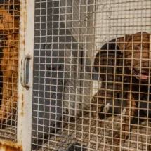 Fundación Haghenbeck advierte desacato judicial si animales regresan al Refugio Franciscano y ofrece 8 mdp para nuevo albergue