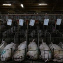 ONU y FAO alertan sobre impacto de ganadería industrial y deforestación en México