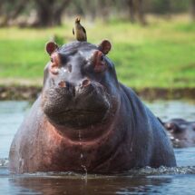 El dilema del control letal de los hipopótamos de Escobar en el río Magdalena