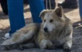 Especialistas alertan sobre la importancia de completar el esquema de vacunación en perros y gatos