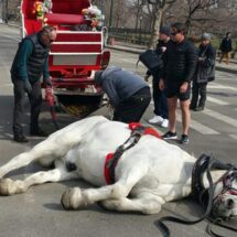 Suspenden paseos en carruajes en Central Park tras muerte de turista