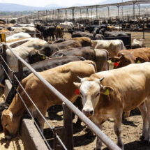 USDA confirma primer caso de gusano barrenador en ganado bovino en EE.UU. desde 1976